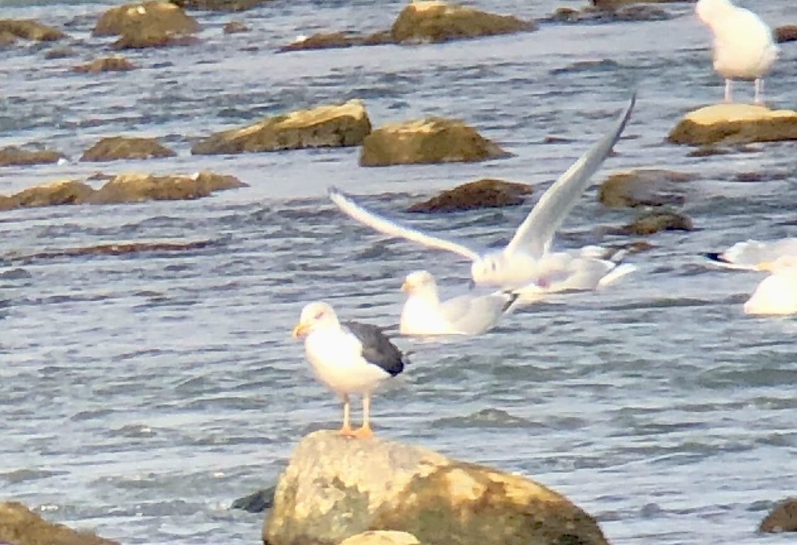  82 Lesser Black-backed Gull 