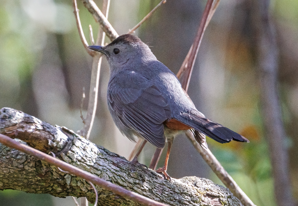  86 Gray Catbird 