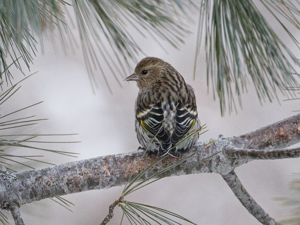  87 Pine Siskin 