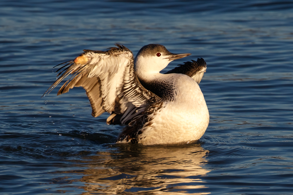  90 Red-throated Loon 