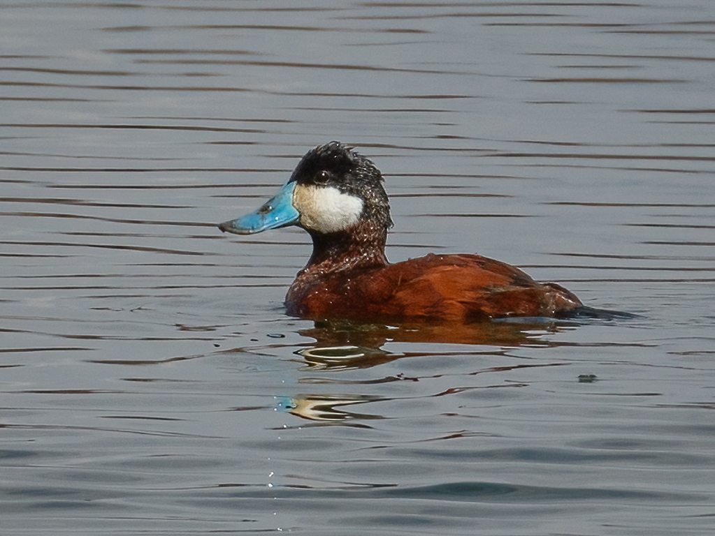  91 Ruddy Duck 