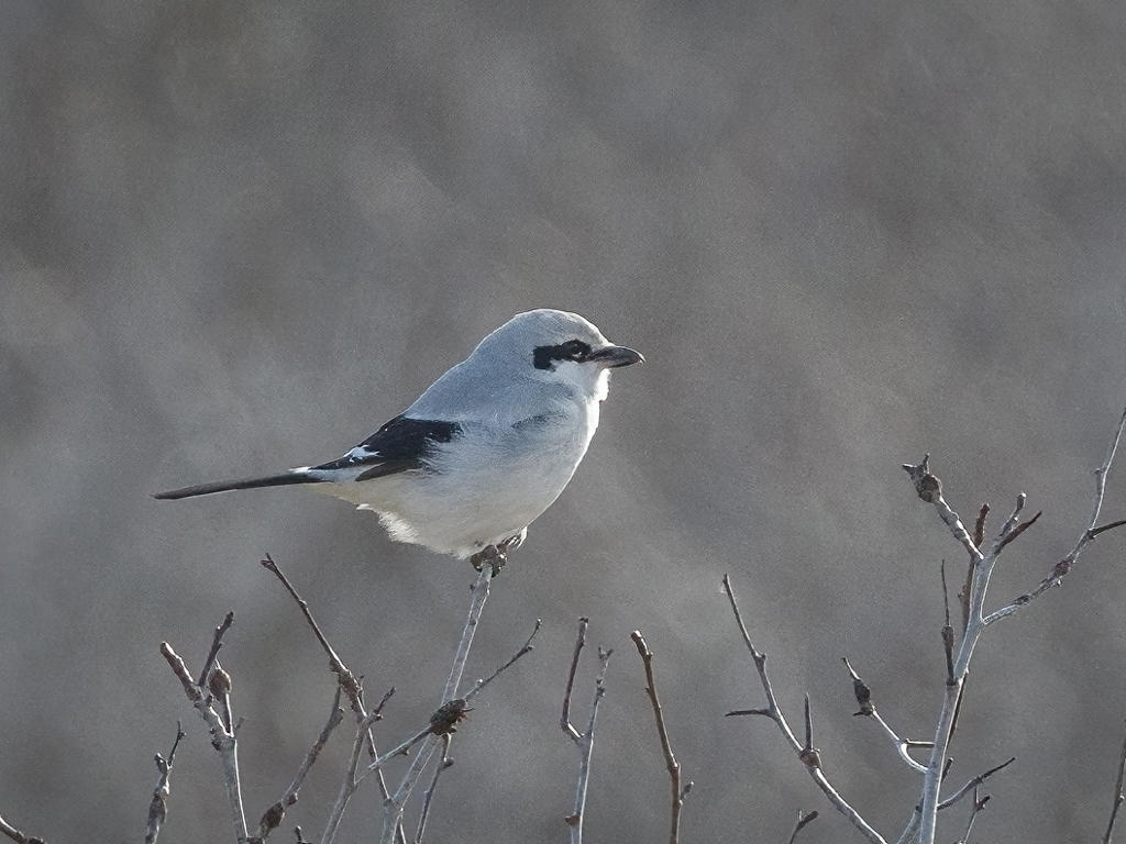  93 Northern Shrike 