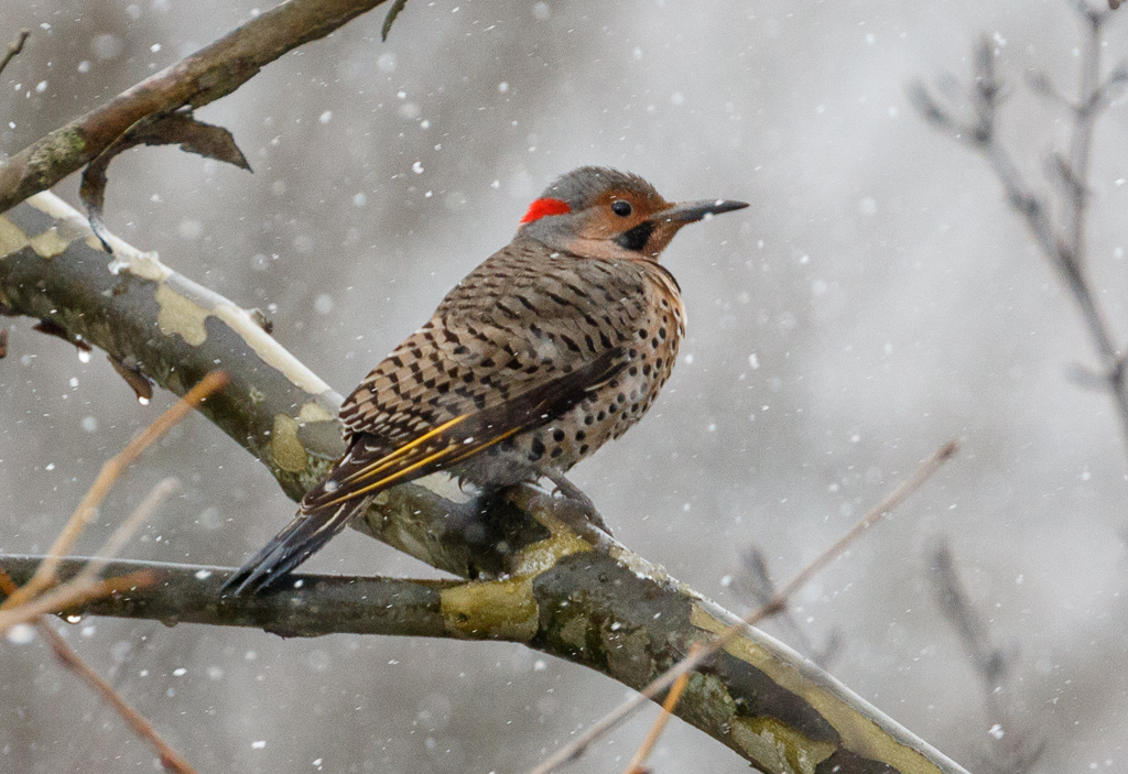  94 Northern Flicker 