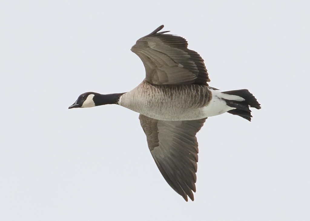  95 Cackling Goose 