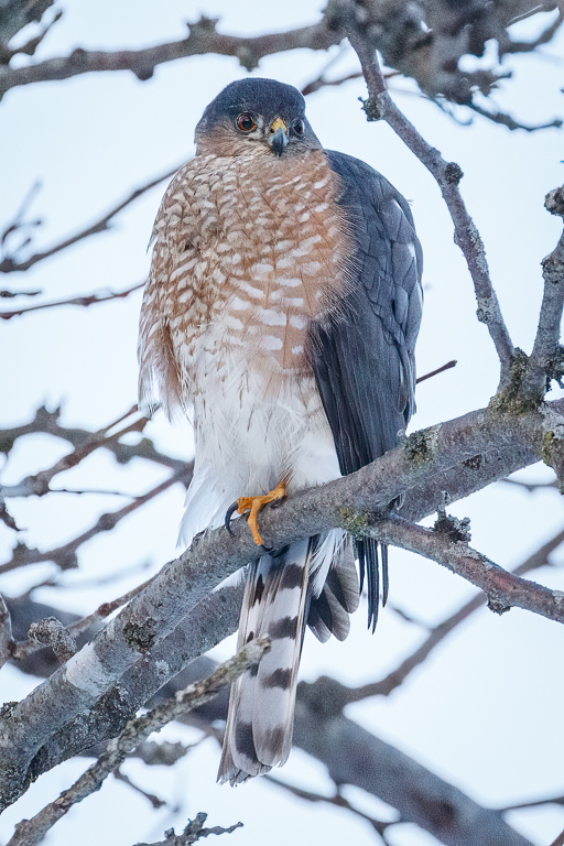  96 Sharp-shinned Hawk 