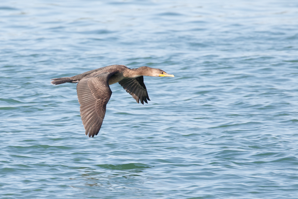  99 Double-crested Cormorant 