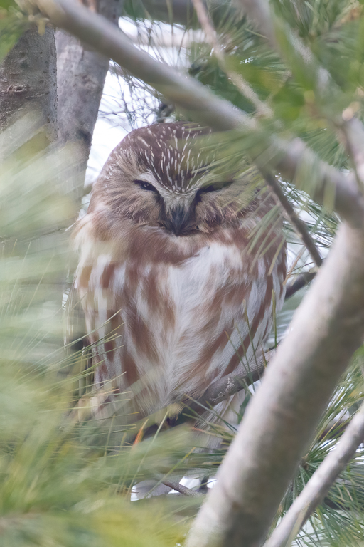  101 Northern Saw-whet Owl 
