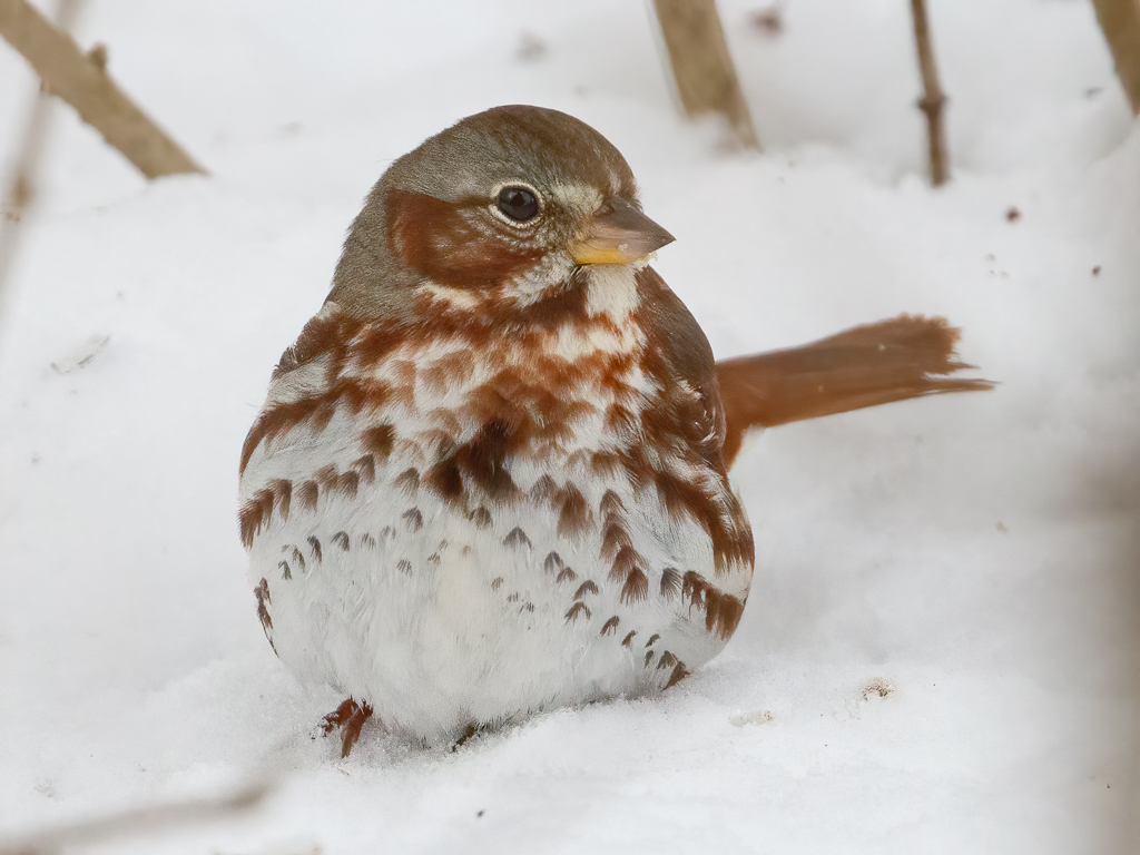  104 Fox Sparrow 