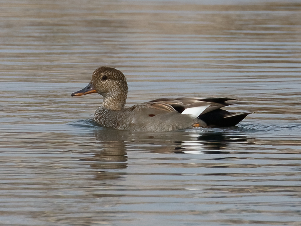  108 Gadwall 