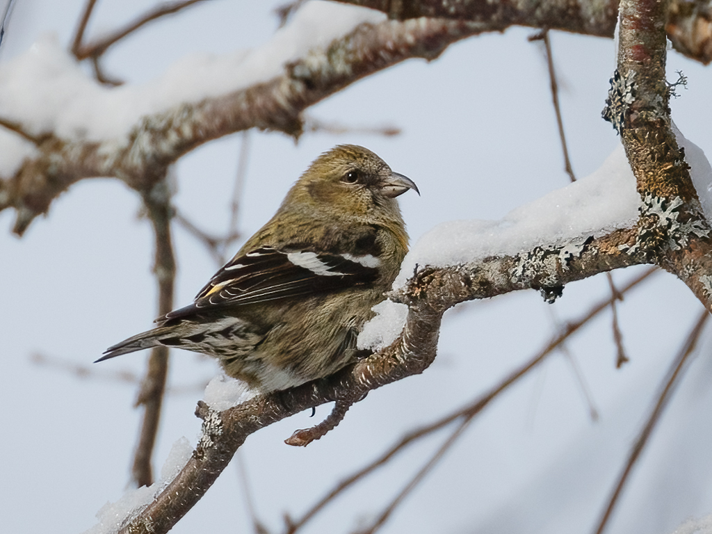  109 White-winged Crossbill 
