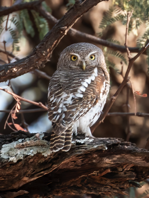  African Barred Owlet 