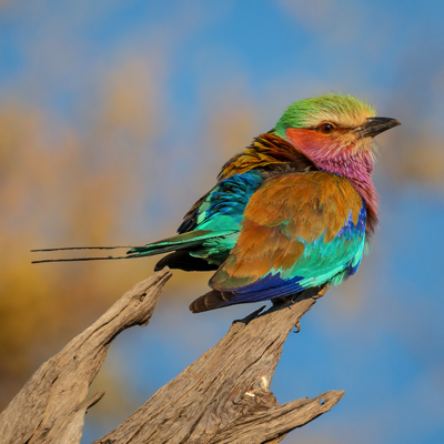  Lilac-breasted Roller 