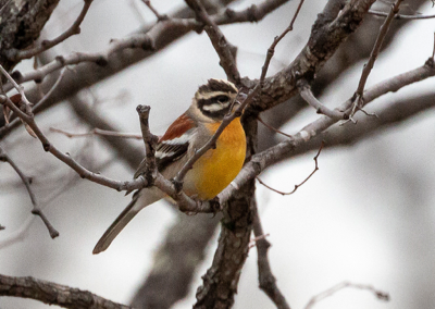  Golden-breasted Bunting 