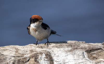  Wire-tailed Swallow 