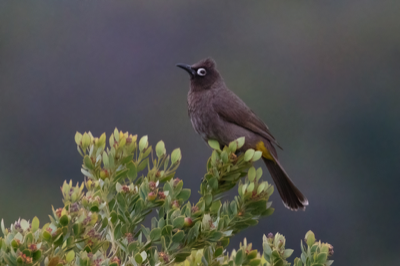  Cape Bulbul 