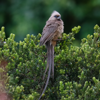  Speckled Mousebird 
