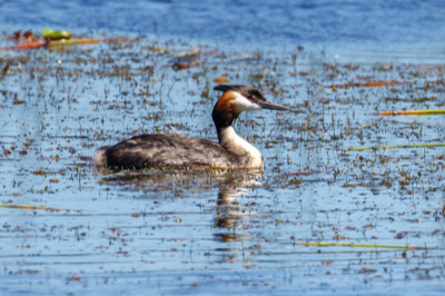  Great-Crested Grebe 