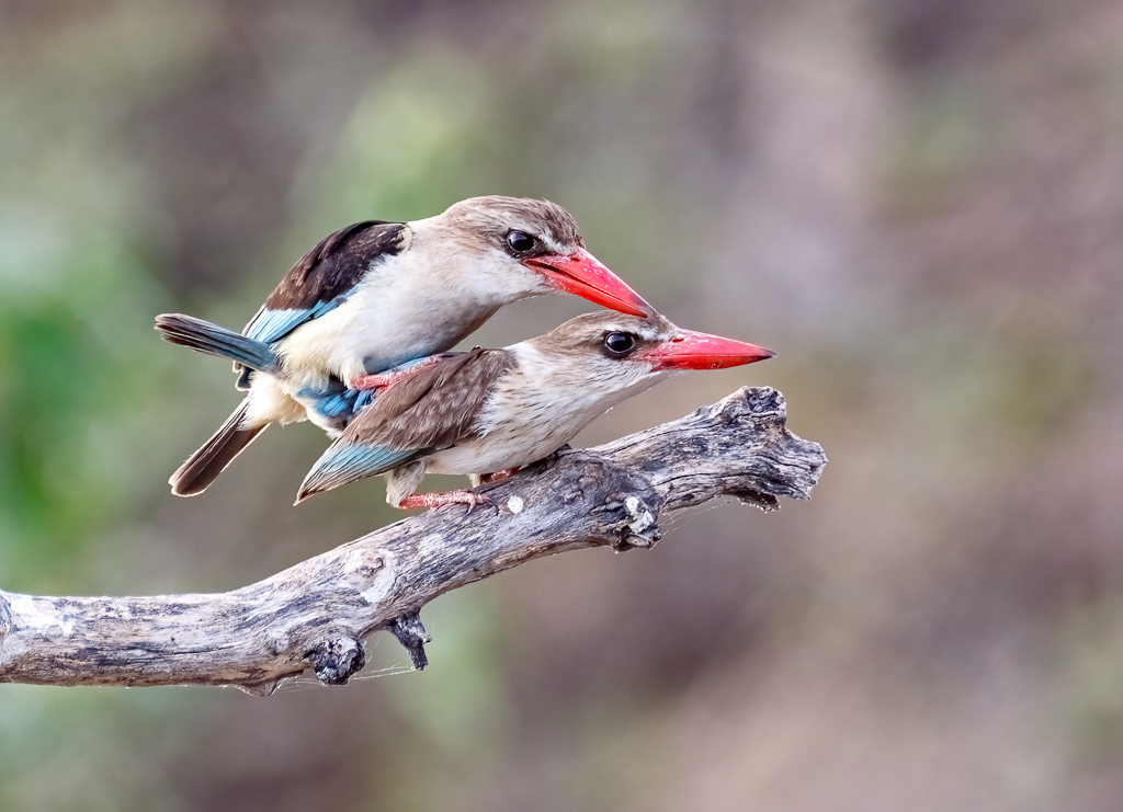  Brown-hooded Kingfishers 