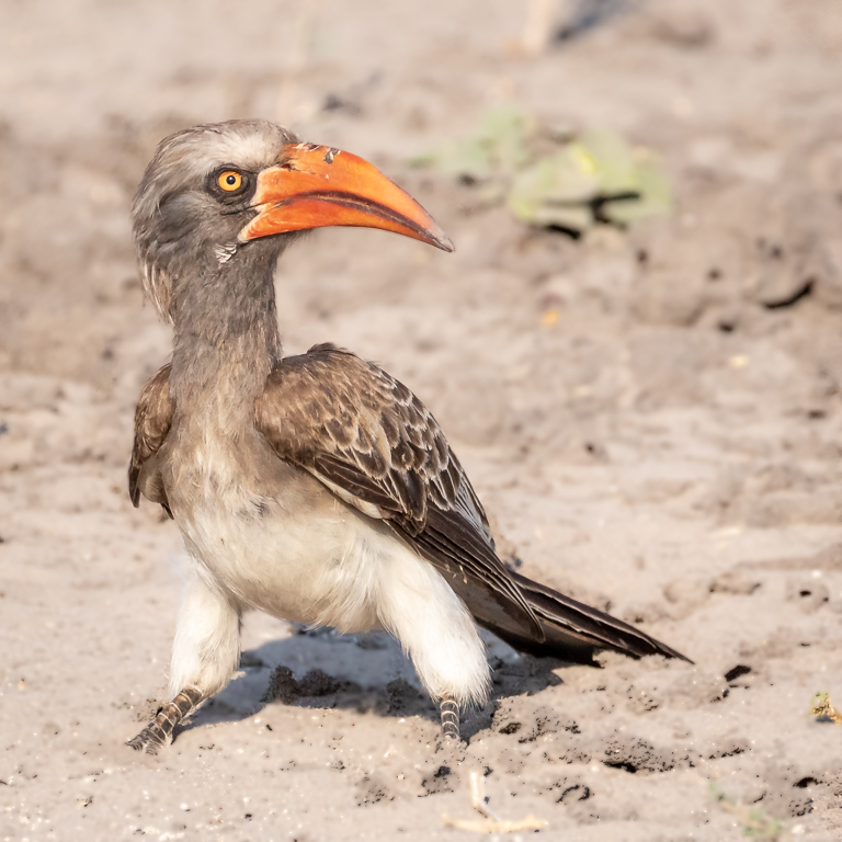  Bradfield's Hornbill 