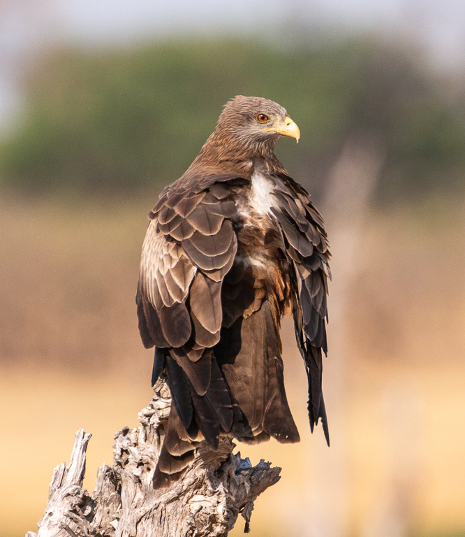  Yellow-billed Kite 