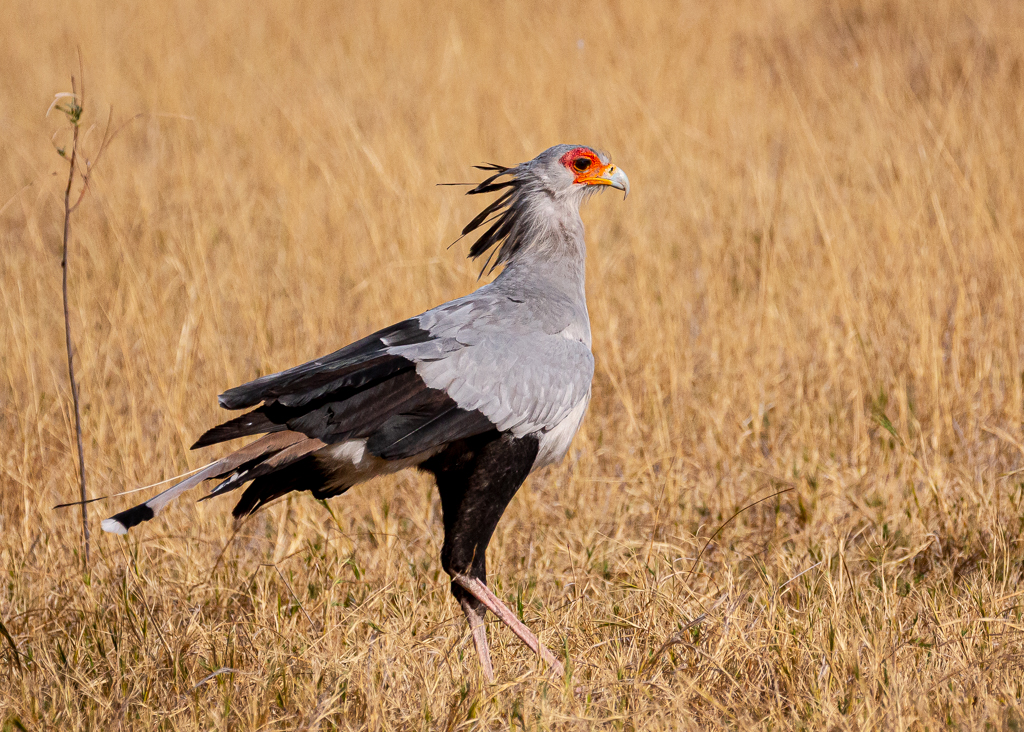  Secretary Bird 