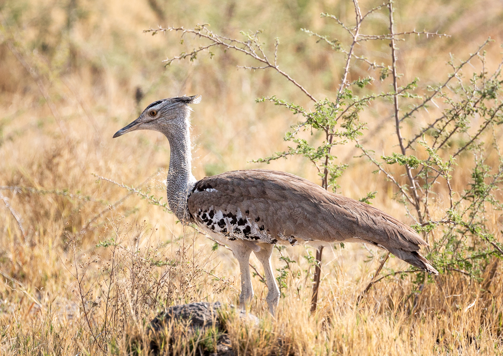  Kori Bustard 