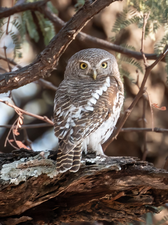  African Barred Owlet 