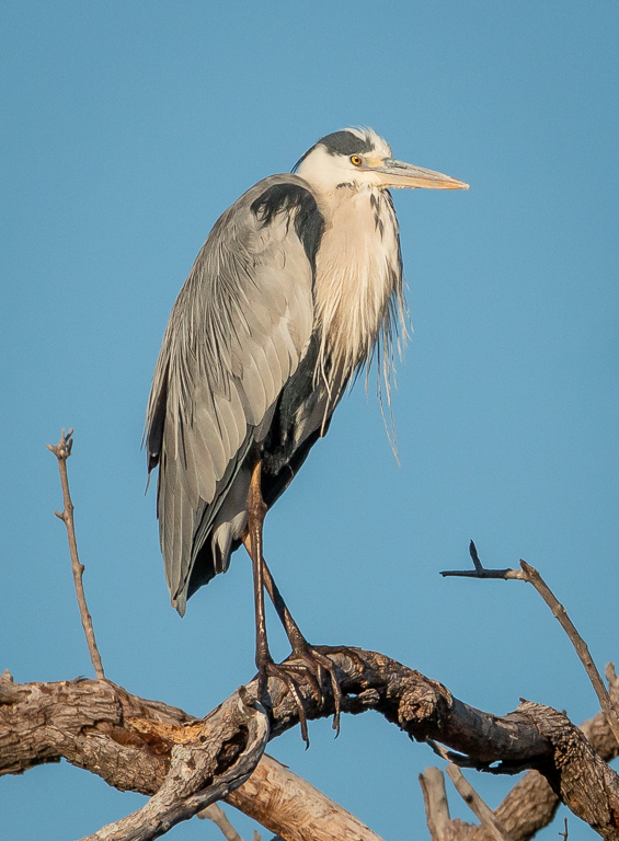  Grey Heron 
