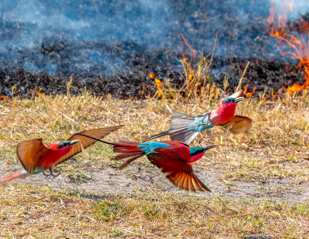  Carmine Bee-eaters 