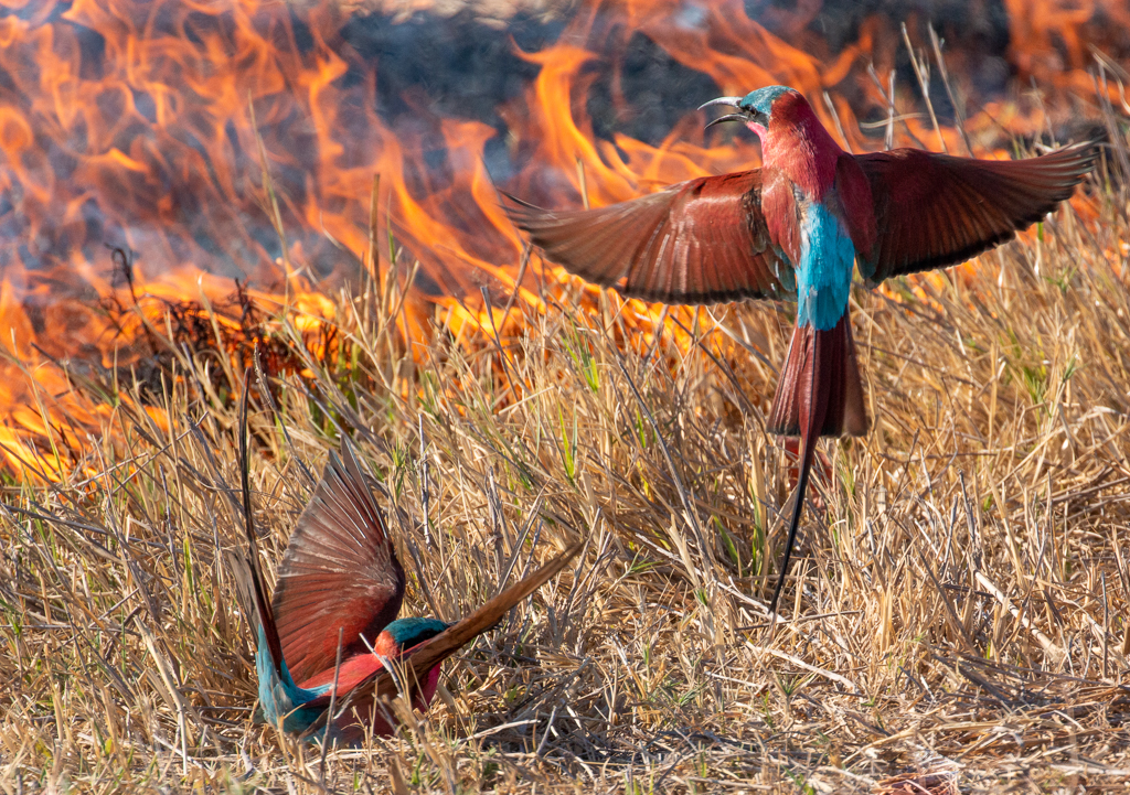  Carmine Bee-eaters 