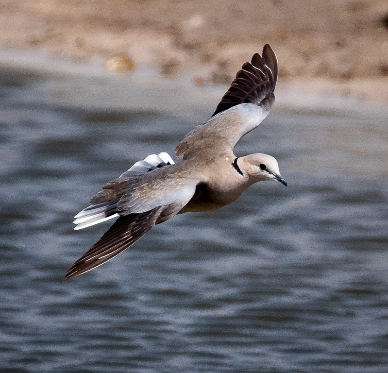  Ring-necked Dove 