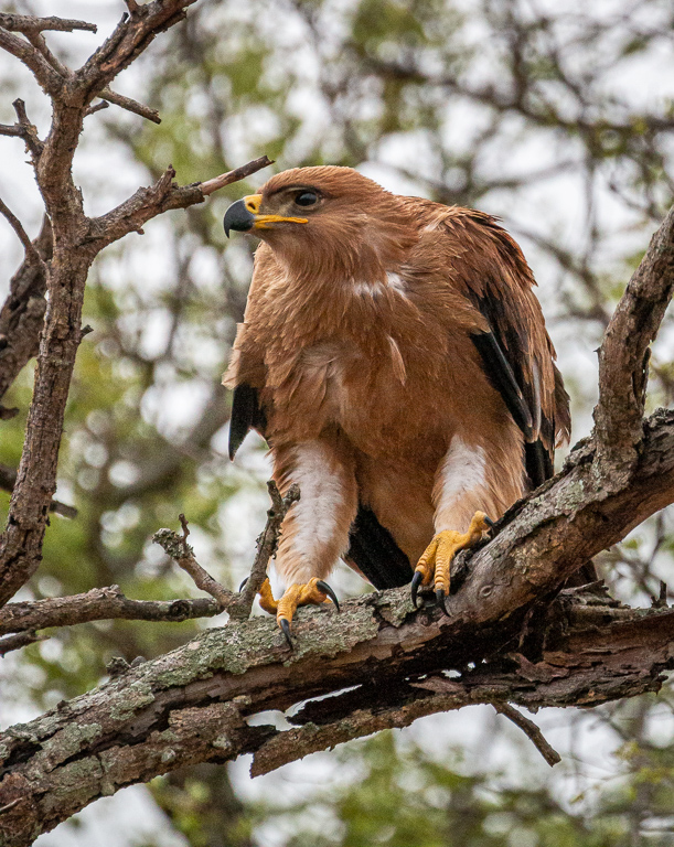  Tawny Eagle 