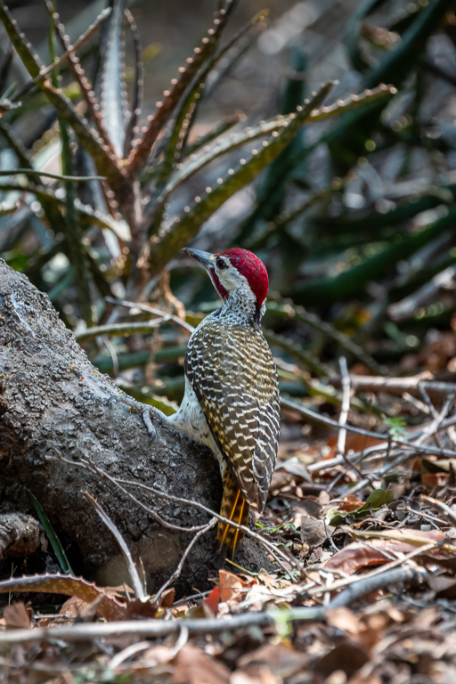 Bennett's Woodpecker 