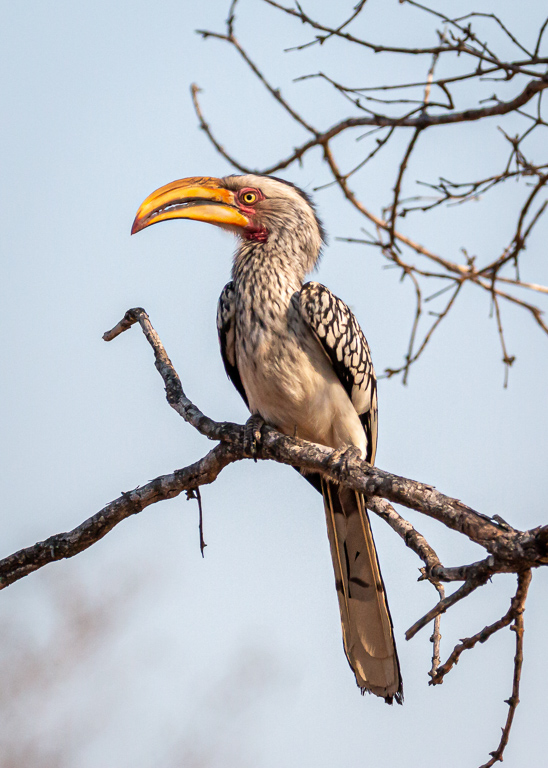  Southern Yellow-billed Hornbill 