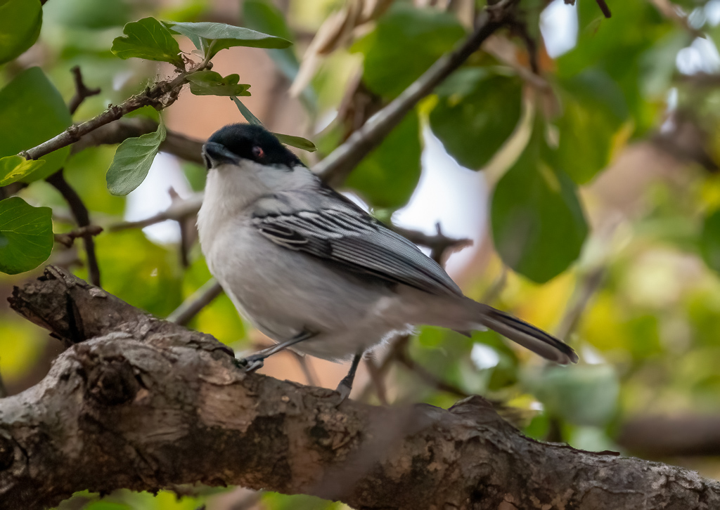  Black-headed Puffback 