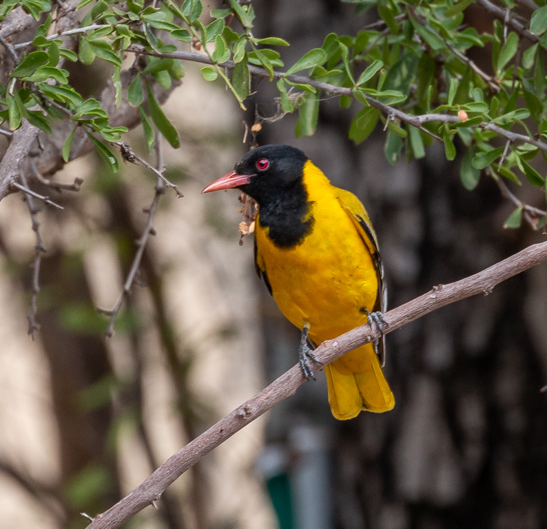  Black-headed Oriole 
