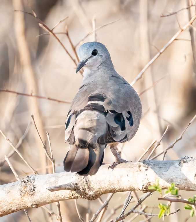  Emerald-spotted Wood-dove 