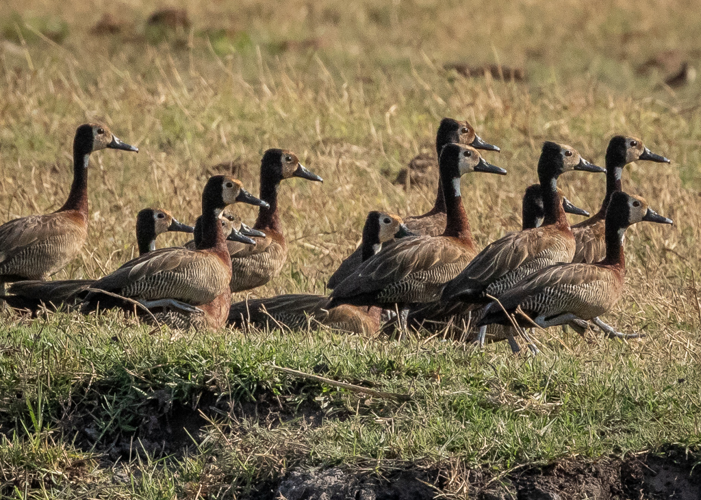  White-faced Whistling-ducks 