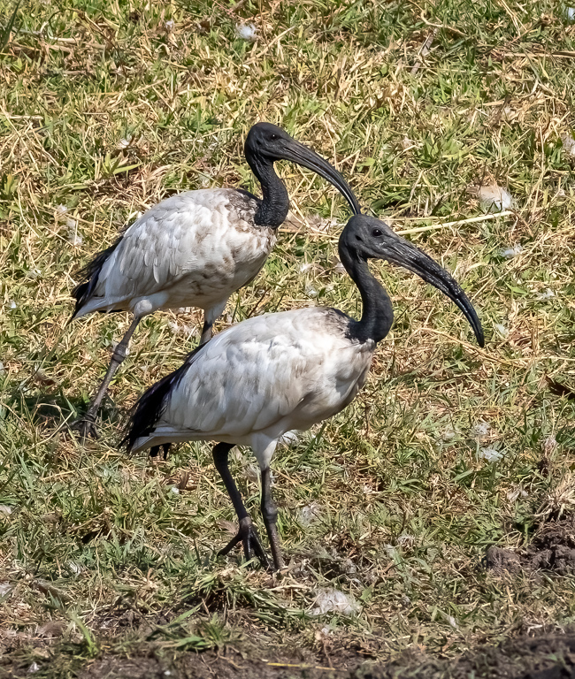  African Sacred Ibis 