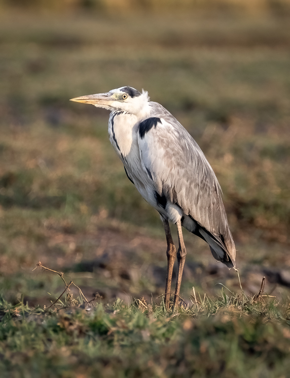  Gray Heron 