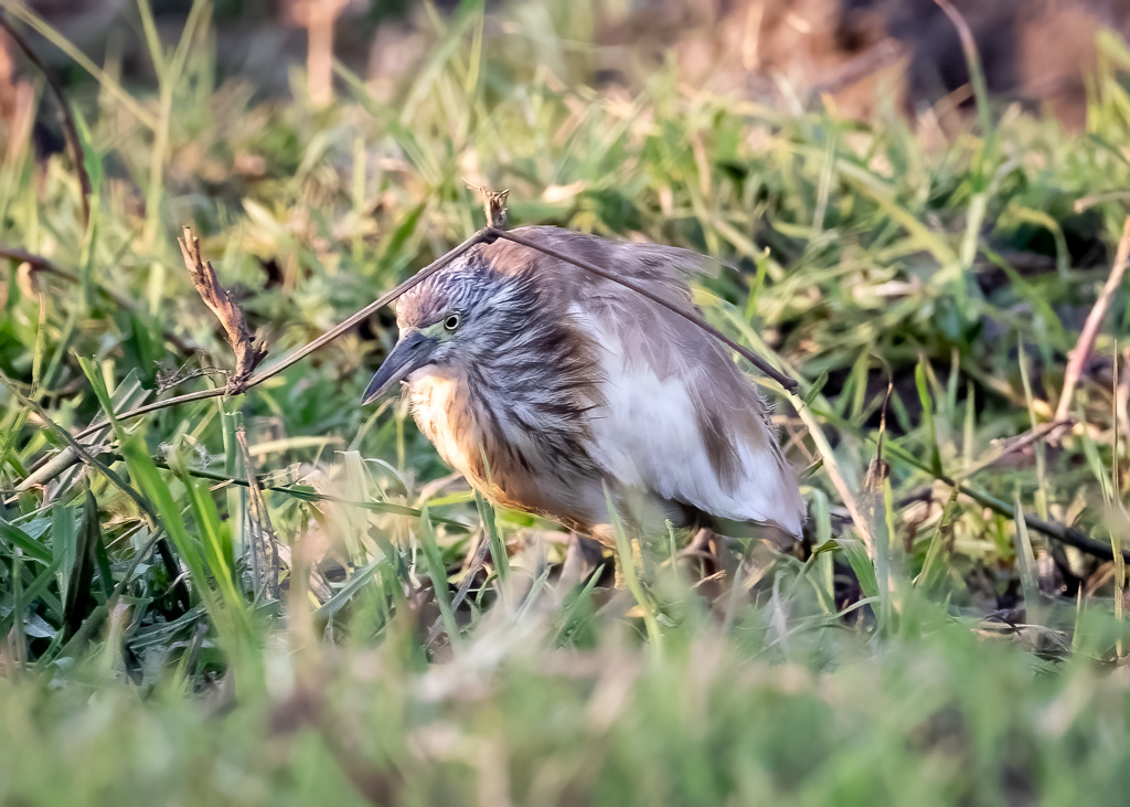  Squacco Heron 