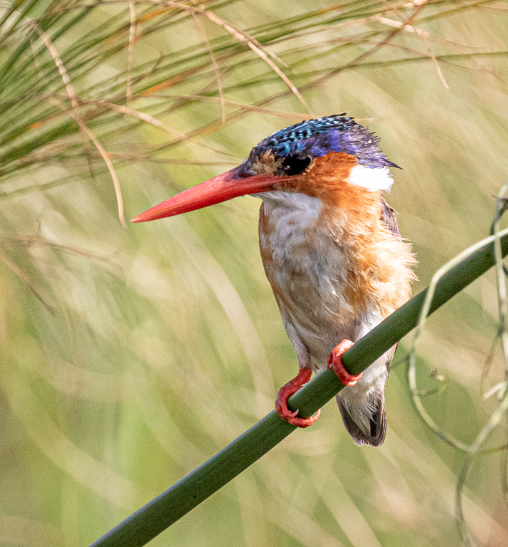  Malachite Kingfisher 