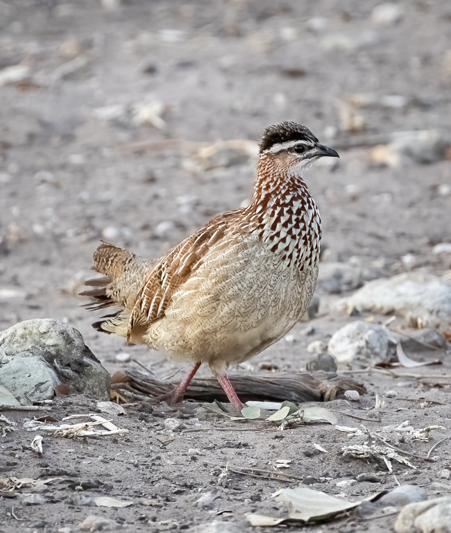  Crested Fancolin 