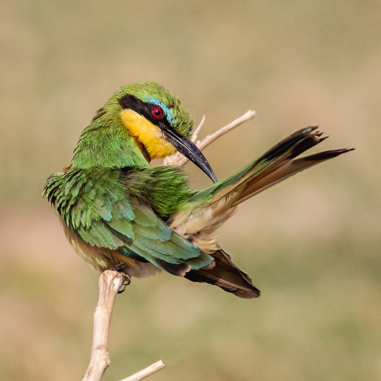  Little Bee-eater 