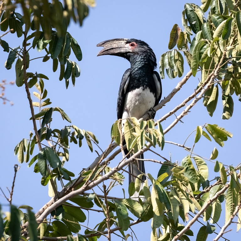  Trumpeter Hornbill 