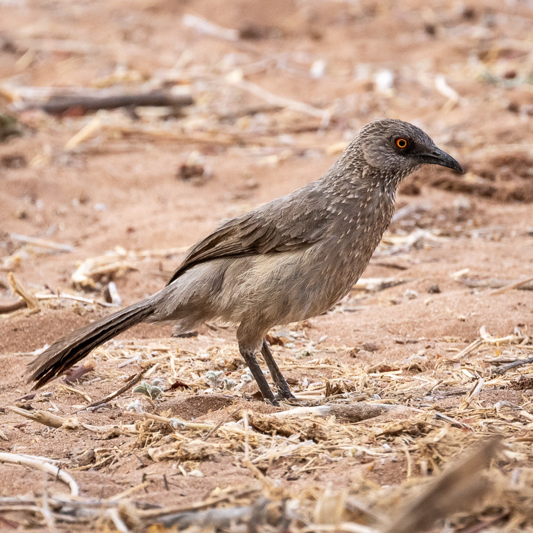  Arrow-marked Babbler 
