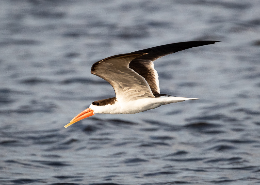  African Skimmer 
