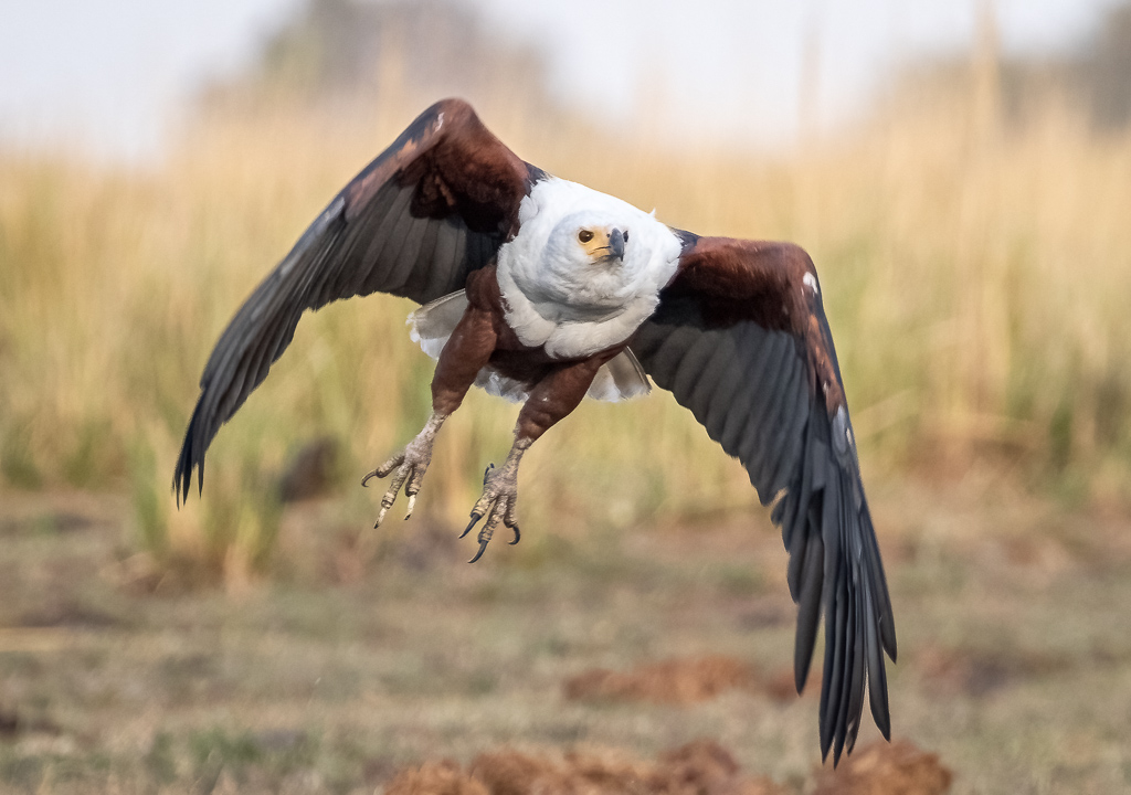  American Fish-Eagle 