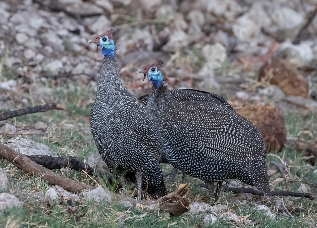  Helmeted Guineafowl 