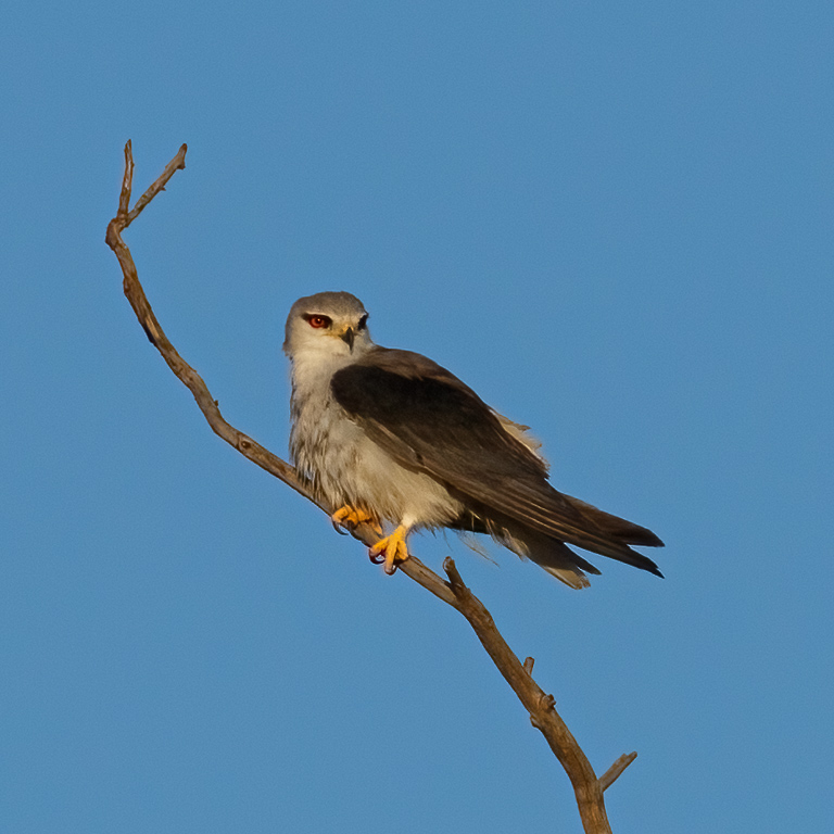  Black-winged Kite 